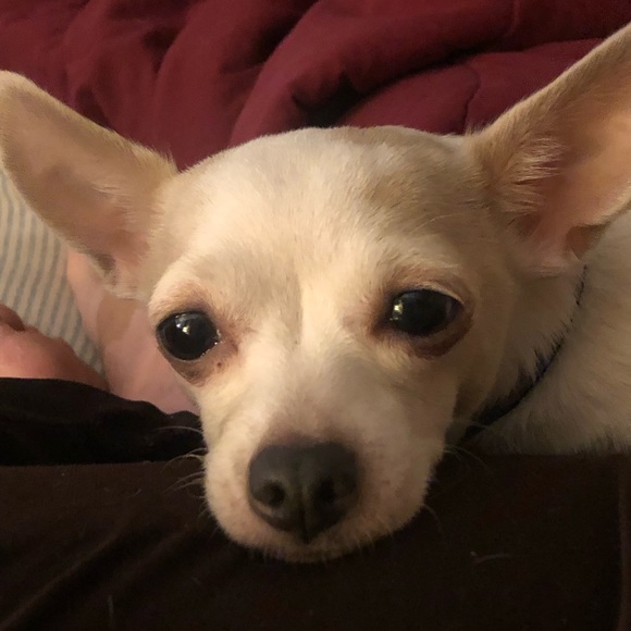 Meet your Posher, Ana - Picture 1 of 1